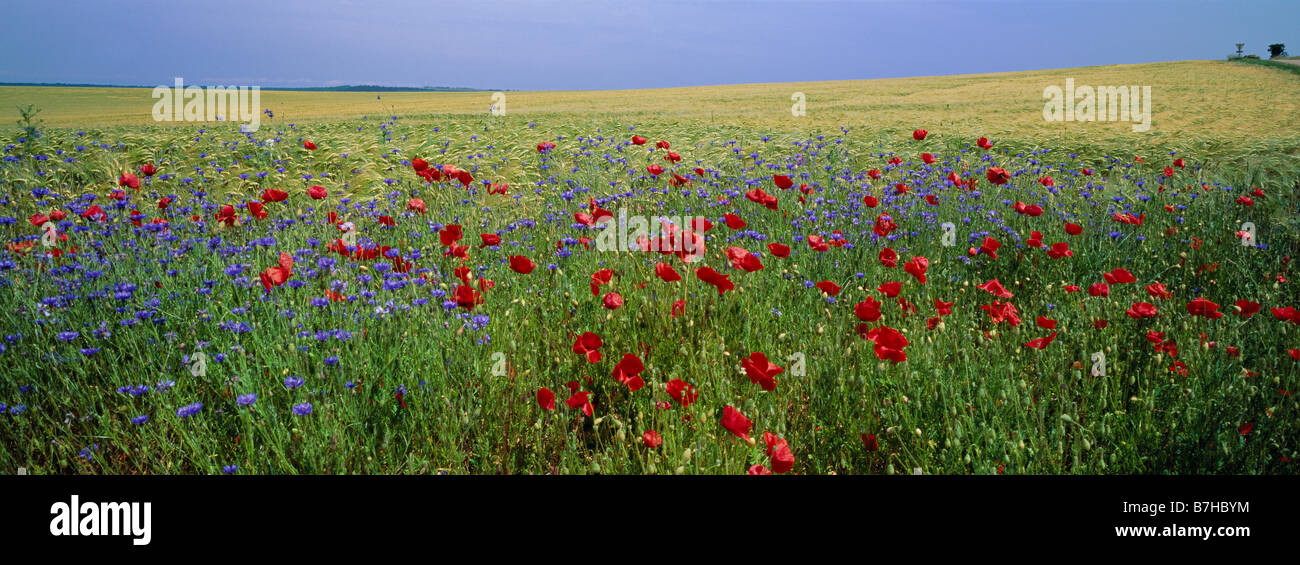 Bereich der Gerste mit Mohn und blauen Feld Witwenblume Blumen Frankreich Mitteleuropa Stockfoto