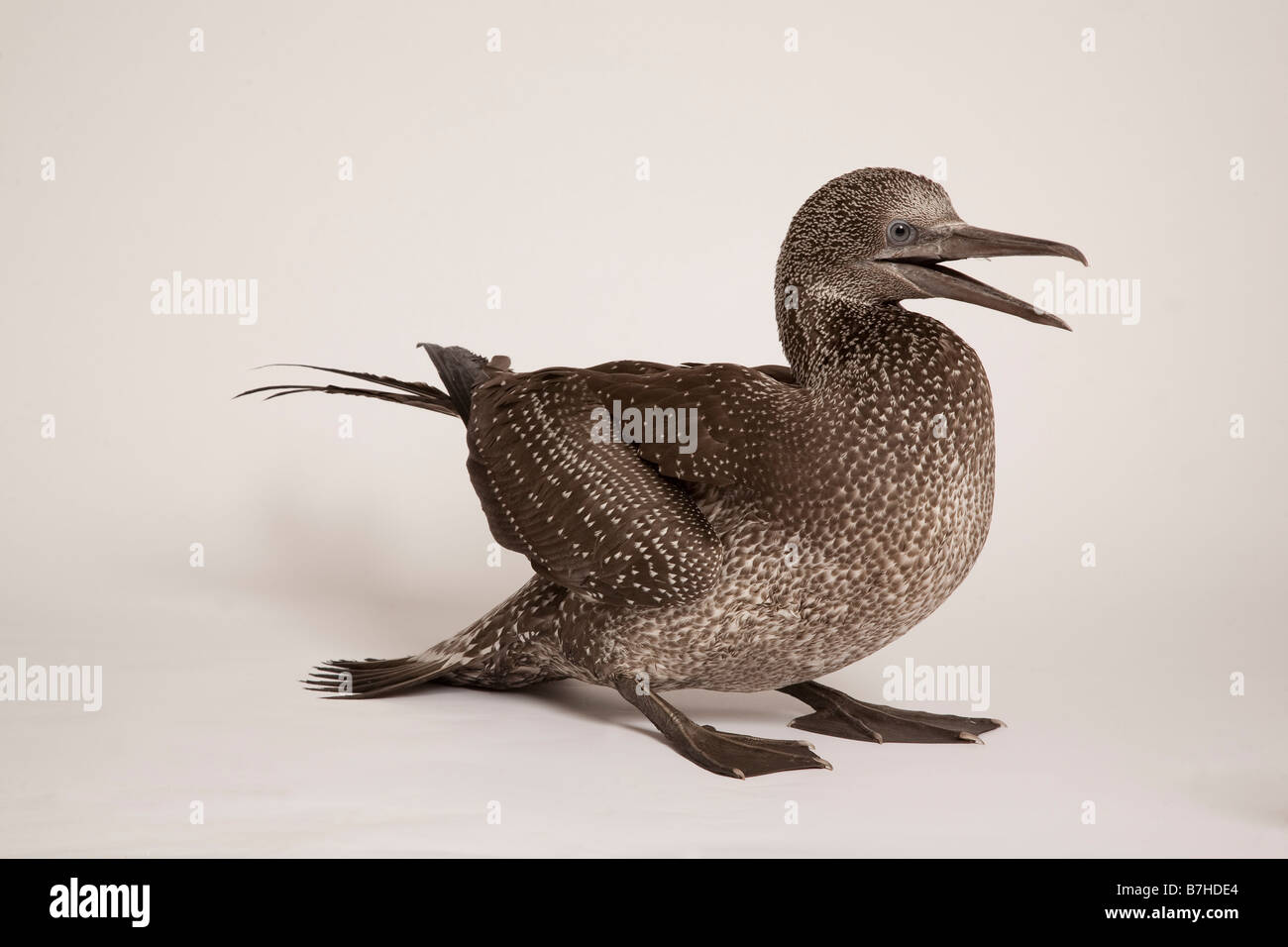 Tölpel, Morus Bassanus, jung Stockfoto