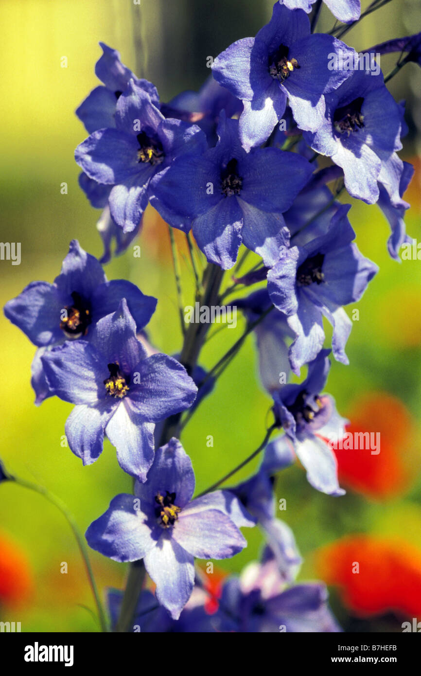 Garten-Rittersporn (Delphinium Elatum), Sorte: Blauwal, Blüte Stockfoto
