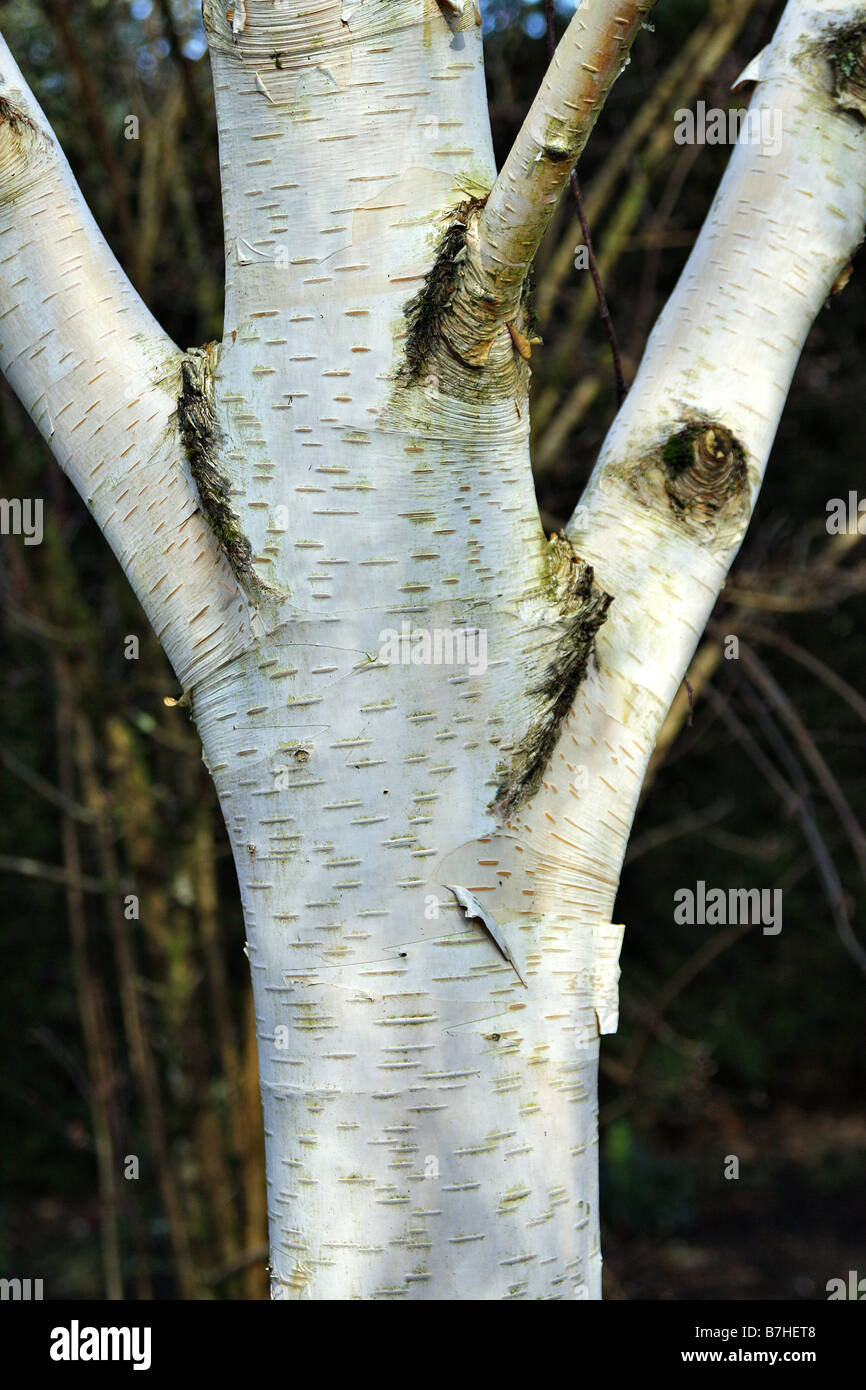 BETULA JACQUEMONTII GRADUIERTE AGM Stockfoto