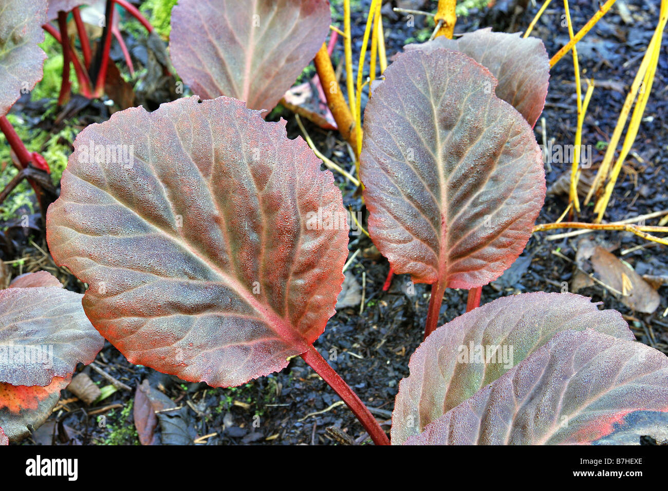 BERGENIE ERIC SMITH WINTER LAUB Stockfoto