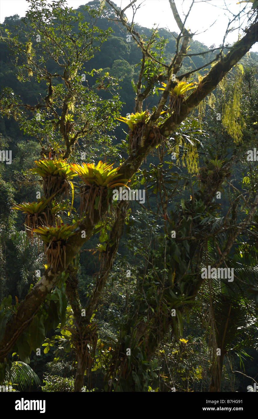 Brasilianischer Atlantischer Regenwald, ein weltweit bedrohter Lebensraum. Stockfoto