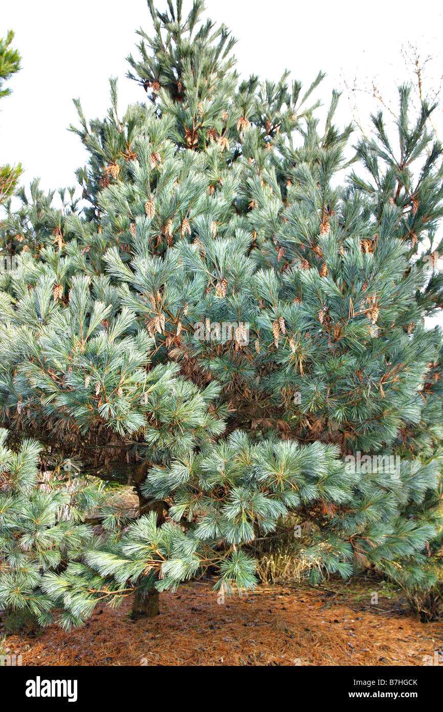 PINUS STROBUS MACOPIN Stockfoto PINUS STROBUS MACOPIN Stockfoto
