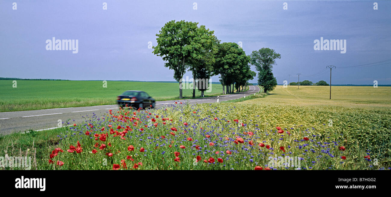 Landstraße und Bereich der Gerste und Mohn mit Auto in Zentral-Frankreich Stockfoto