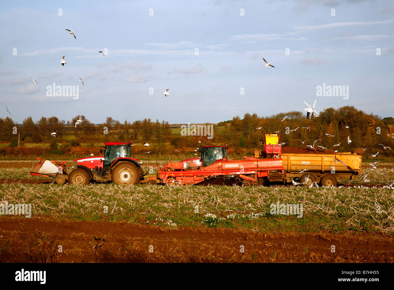 Traktoren arbeiten die Felder in Norfolk. Stockfoto