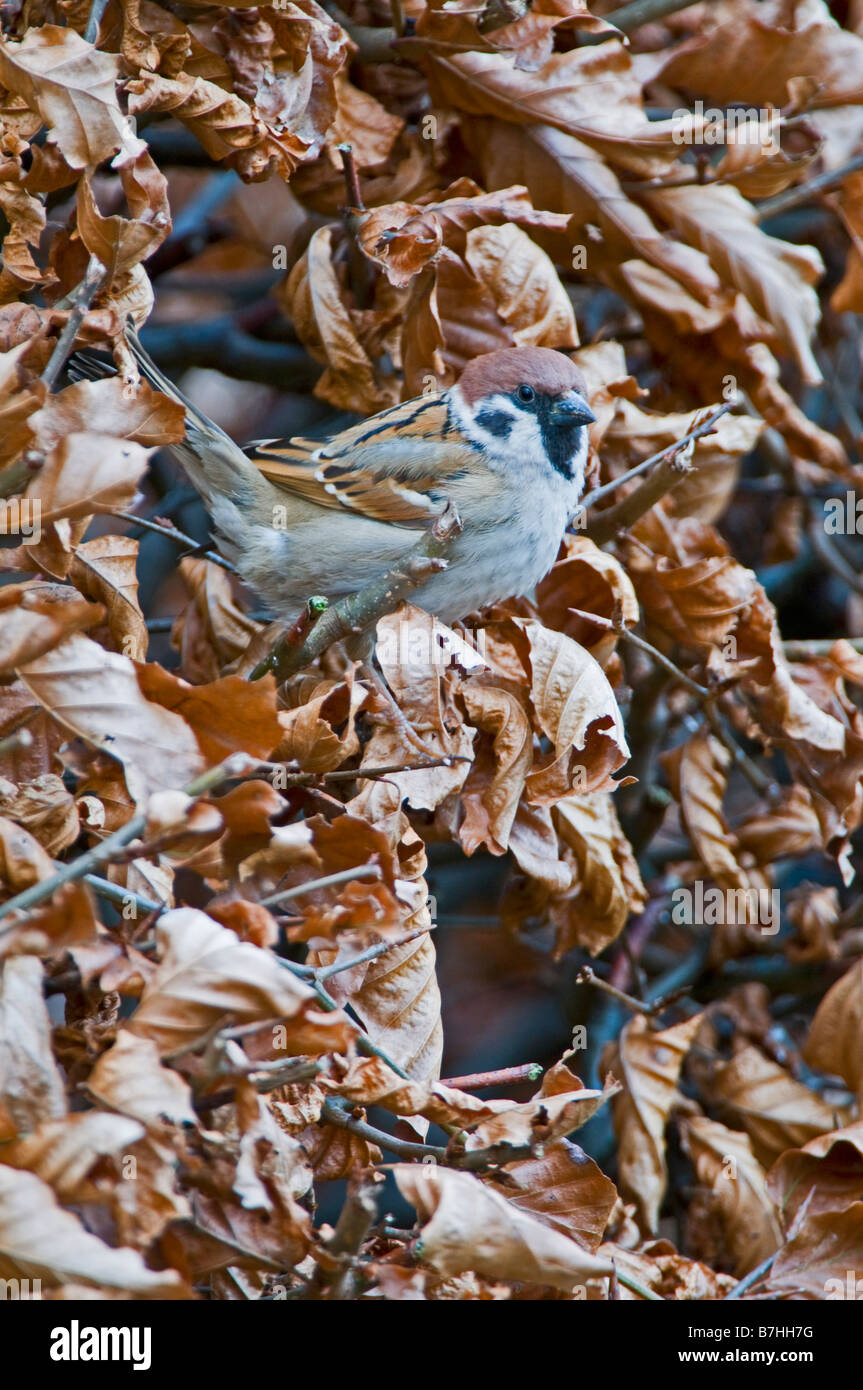 Baum-Spatz (Passer Montanus) in Buche Hecke Stockfoto