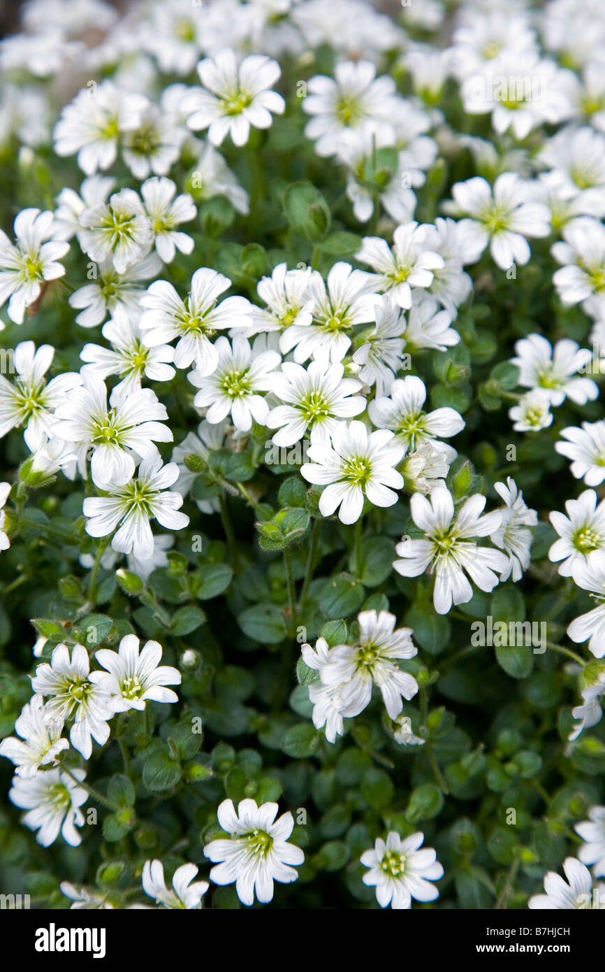 Filziges hier - Shetland Maus Ohr. Vom Aussterben bedrohte endemische seltene Shetland Blume. Stockfoto