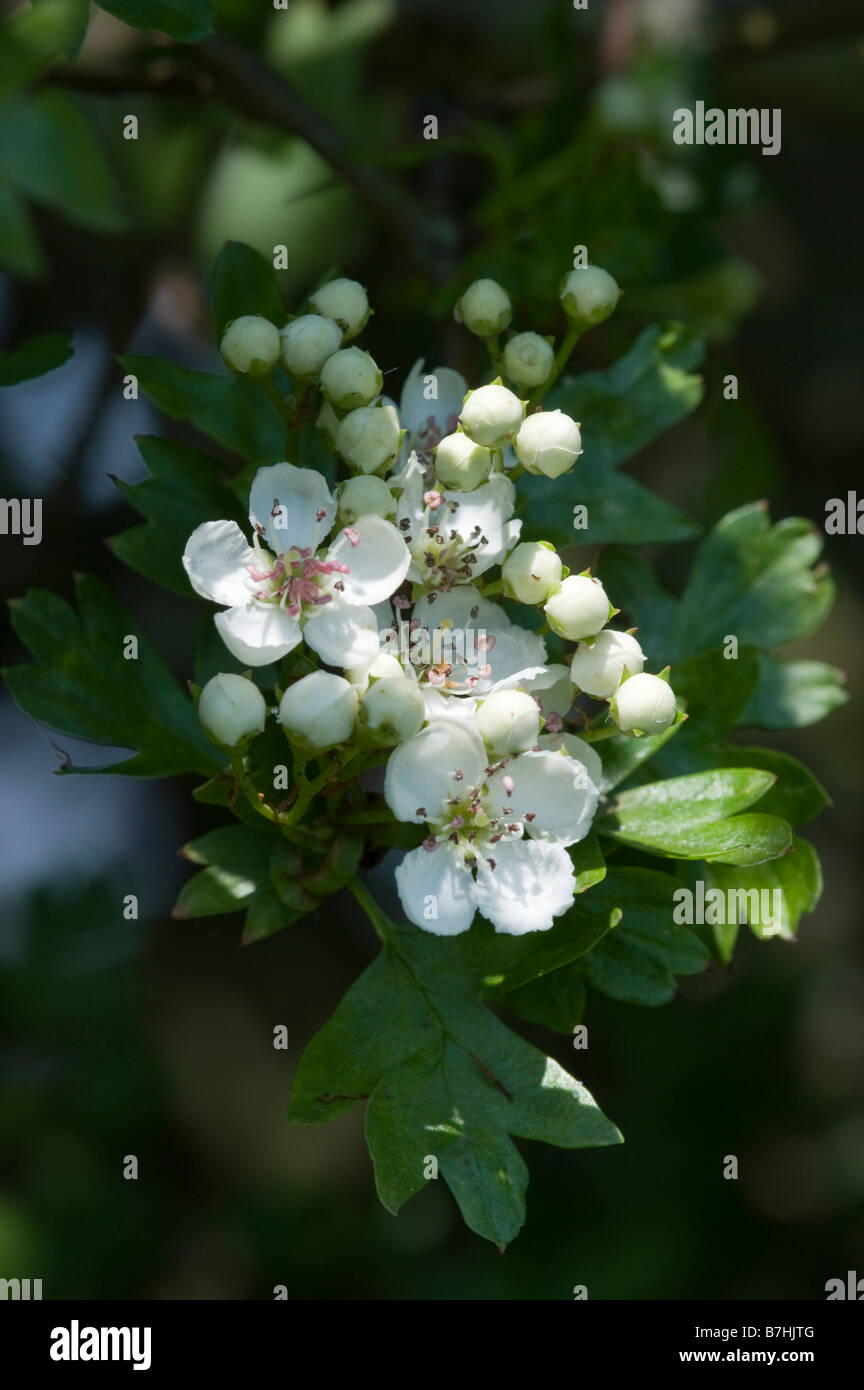 Weißdorn (Crataegeus Monogyna) Blumen Stockfoto