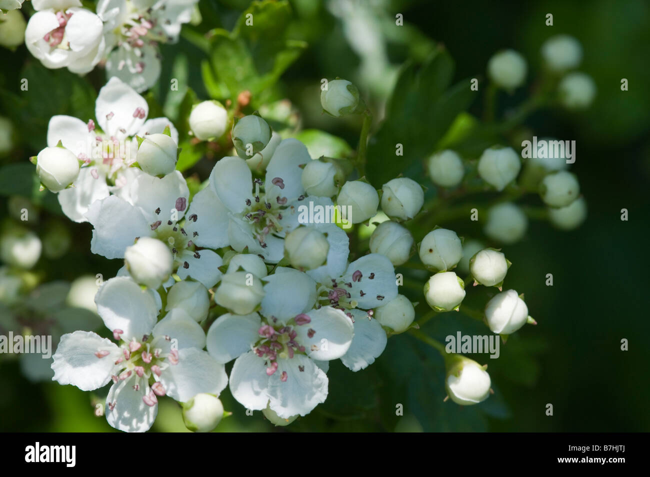 Weißdorn (Crataegeus Monogyna) Blumen Stockfoto
