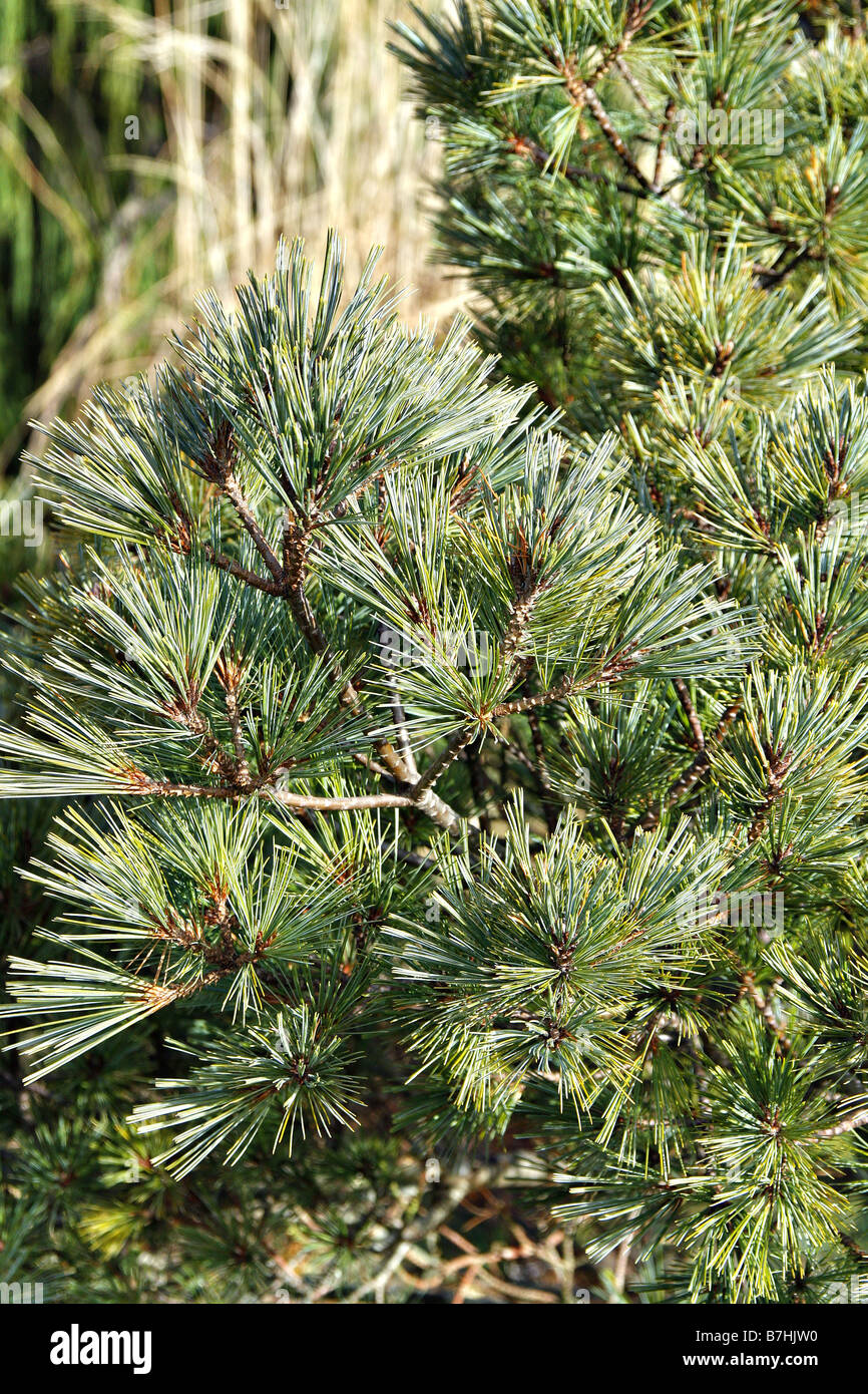 PINUS STROBUS KRUGERS LILLIPUT Stockfoto PINUS STROBUS KRUGERS LILLIPUT Stockfoto