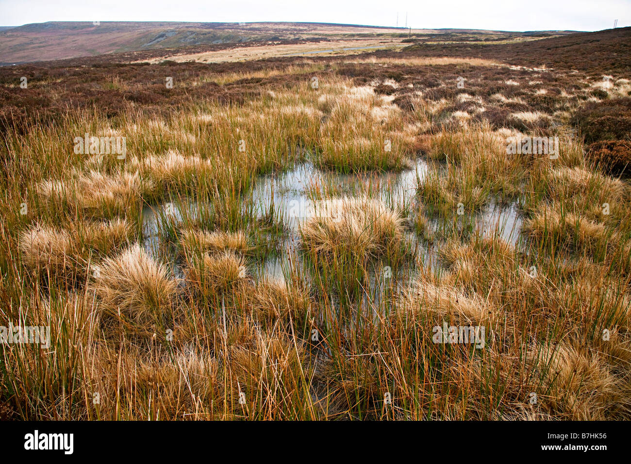 Sumpfiges moorland Fotos und Bildmaterial in hoher Auflösung Alamy