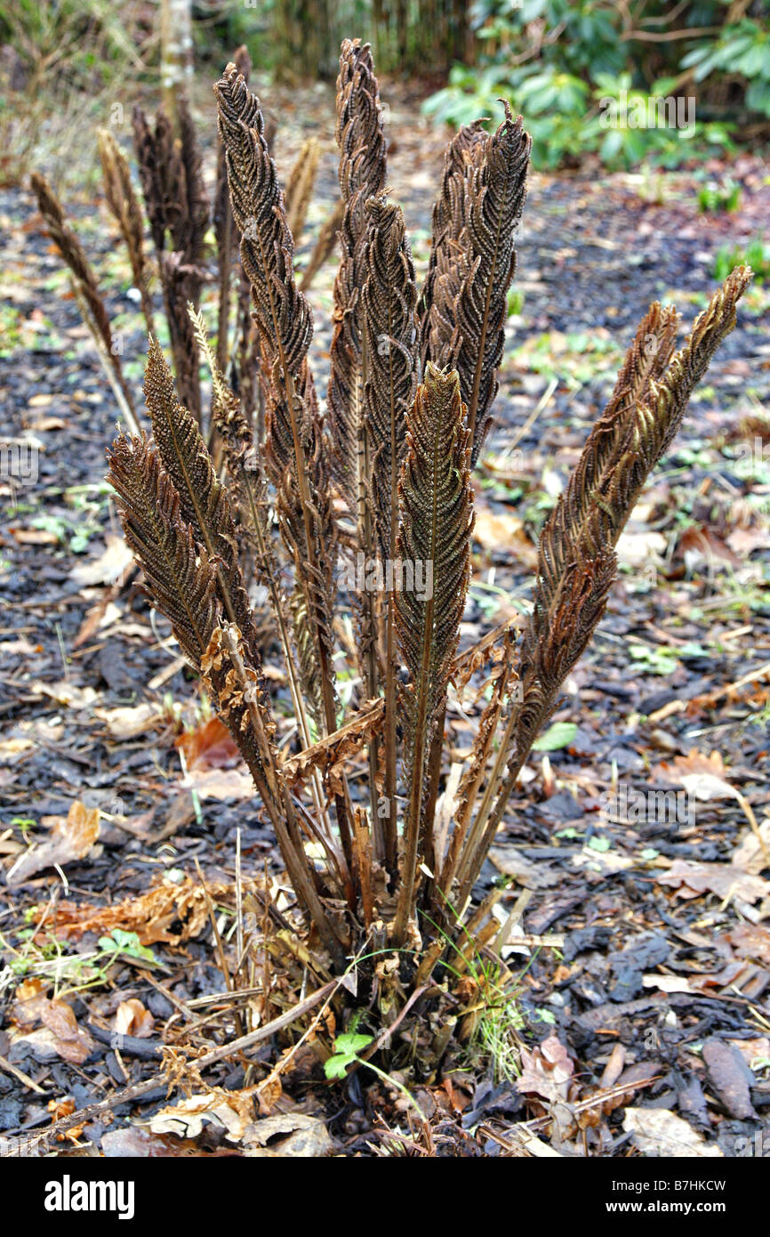 hedera helix sonne Gemeiner Efeu (Hedera helix) als Bodendecker kaufen