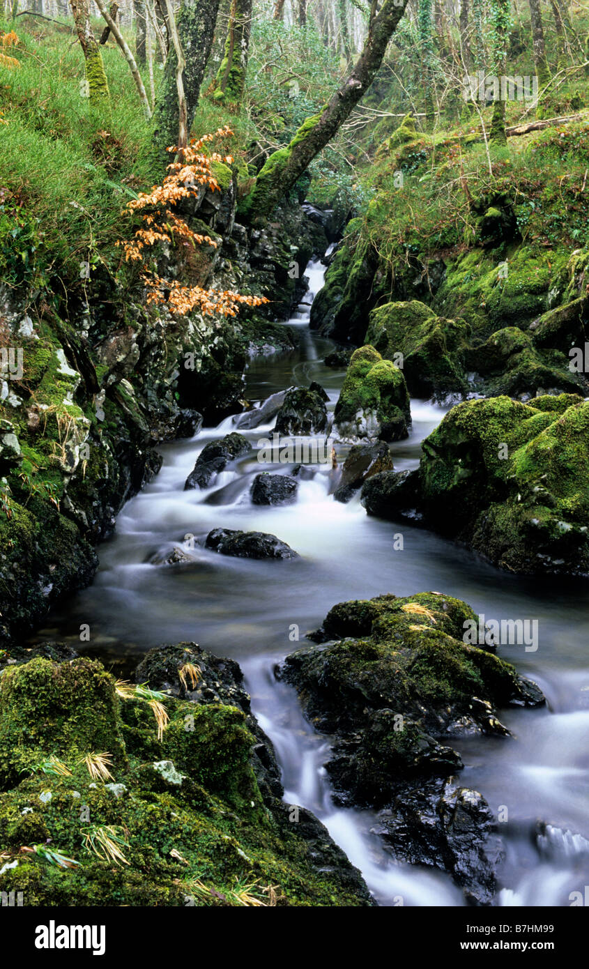 Holz der Cree (RSPB Nature Reserve), Cordoran brennen, in der Nähe von Newton Stewart, Dumfries and Galloway, Schottland, Januar. Stockfoto