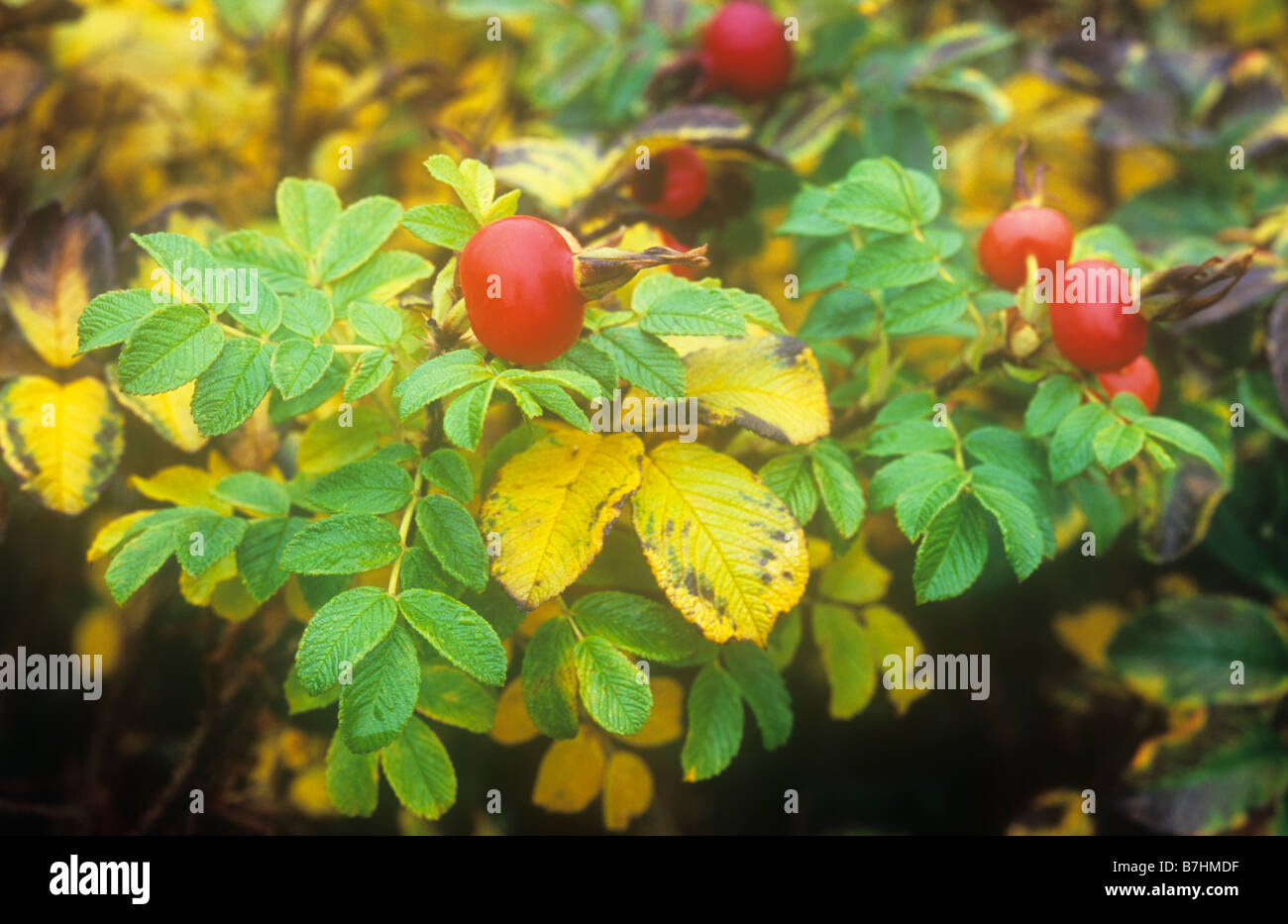 Nahaufnahme von große dicke rote Hagebutten und herbstlich gelben und grünen Blätter der Rose oder Rosa Rugosa Scabrosa Busch Stockfoto