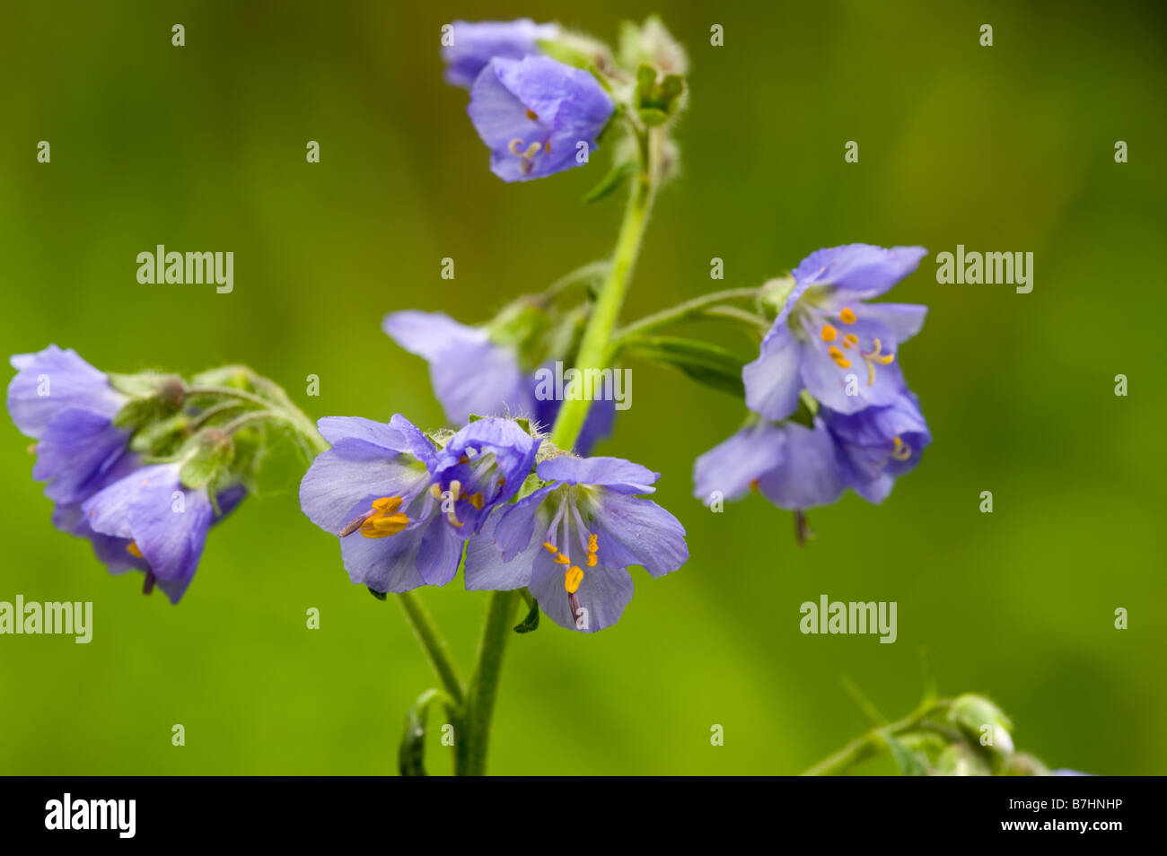 Jacob s Ladder (Polemonium Caeruleum) Blüte Stockfoto