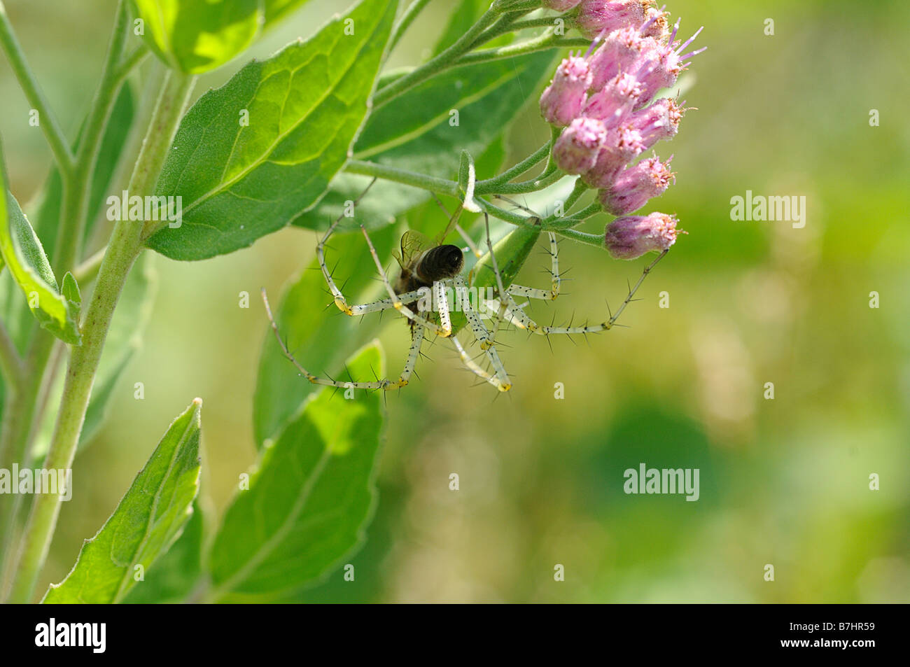 Grün Lynx Spider mit seiner Beute auf einem Sumpf Berufkraut Stockfoto