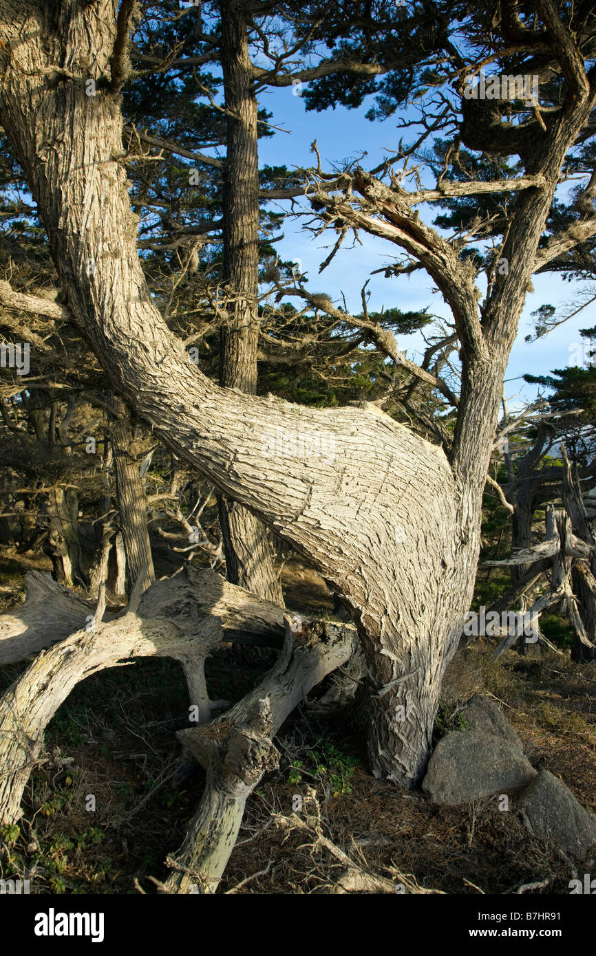Ungewöhnliche Web wie Wachstum auf Ast, Monterey-Zypresse, Point Lobos State Reserve, Big Sur, Kalifornien, USA Stockfoto