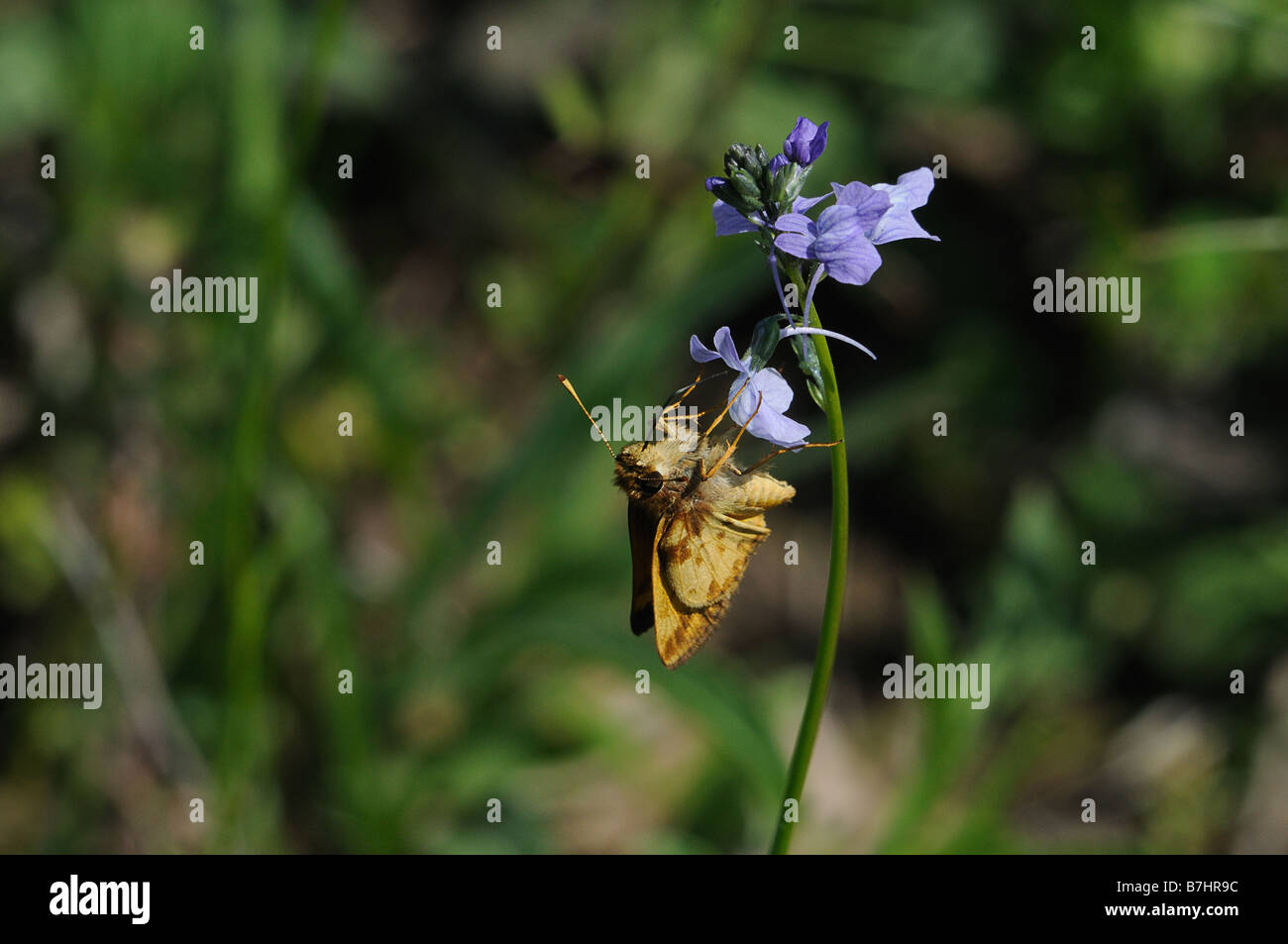 Feurige Skipper Fütterung auf eine Blume Stockfoto