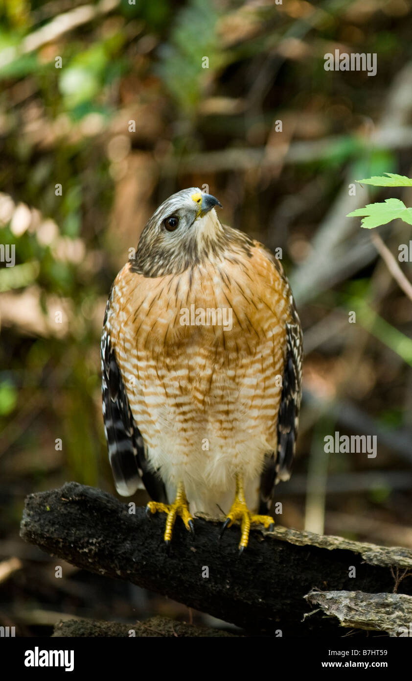 Wild nicht in Gefangenschaft nicht gewöhnt rot geschultert Hawk Buteo Lineatus in Fakahatchee Strand in Florida Everglades Stockfoto