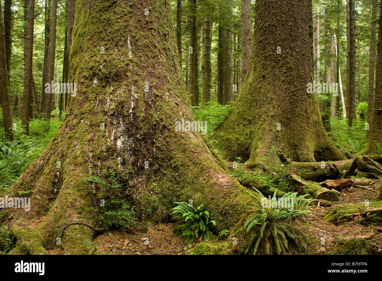 BRITISH COLUMBIA - Old Growth Sitka-Fichte, Picea Sitchensis in Eric Lake in Cape Scott Provincial Park. Stockfoto