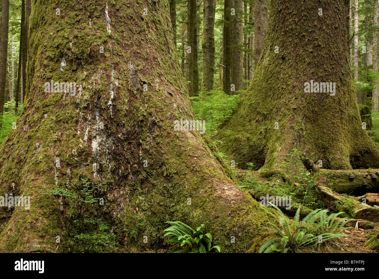 BRITISH COLUMBIA - Old Growth Sitka-Fichte, Picea Sitchensis in Eric Lake in Cape Scott Provincial Park. Stockfoto