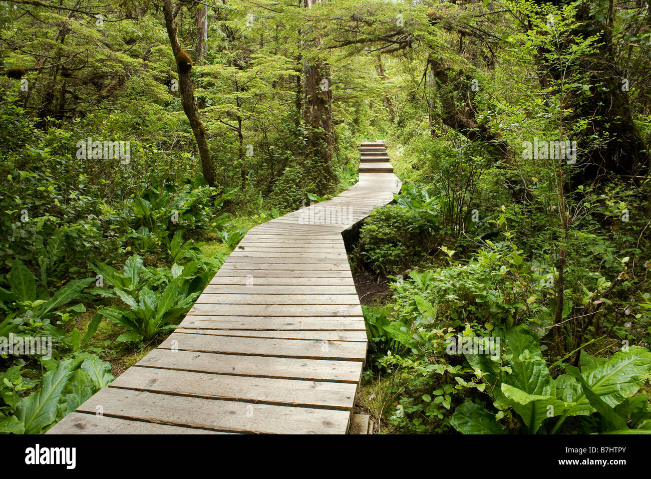 BRITISH COLUMBIA - Promenade Abschnitt des Weges auf der North Coast Trail im Cape Scott Provincial Park auf Vancouver Island Stockfoto