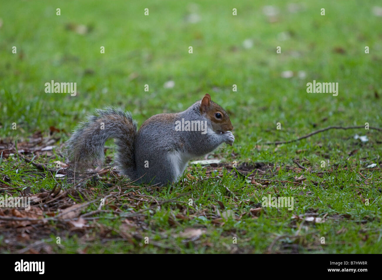 Graue Squirell Stockfoto