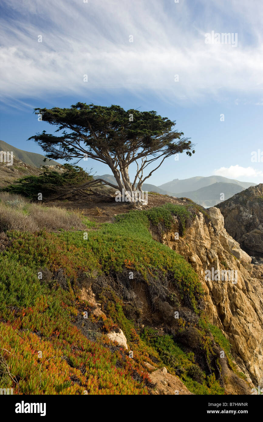 Monterey-Zypresse und Pazifik Küste, Rocky Point, zwischen Big Sur & Carmel, Kalifornien, USA Stockfoto