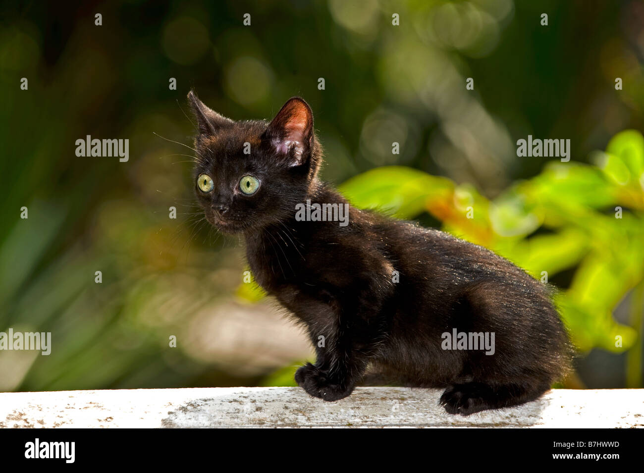 Hauskatze. Schwarz kittensitting an einer Wand Stockfoto