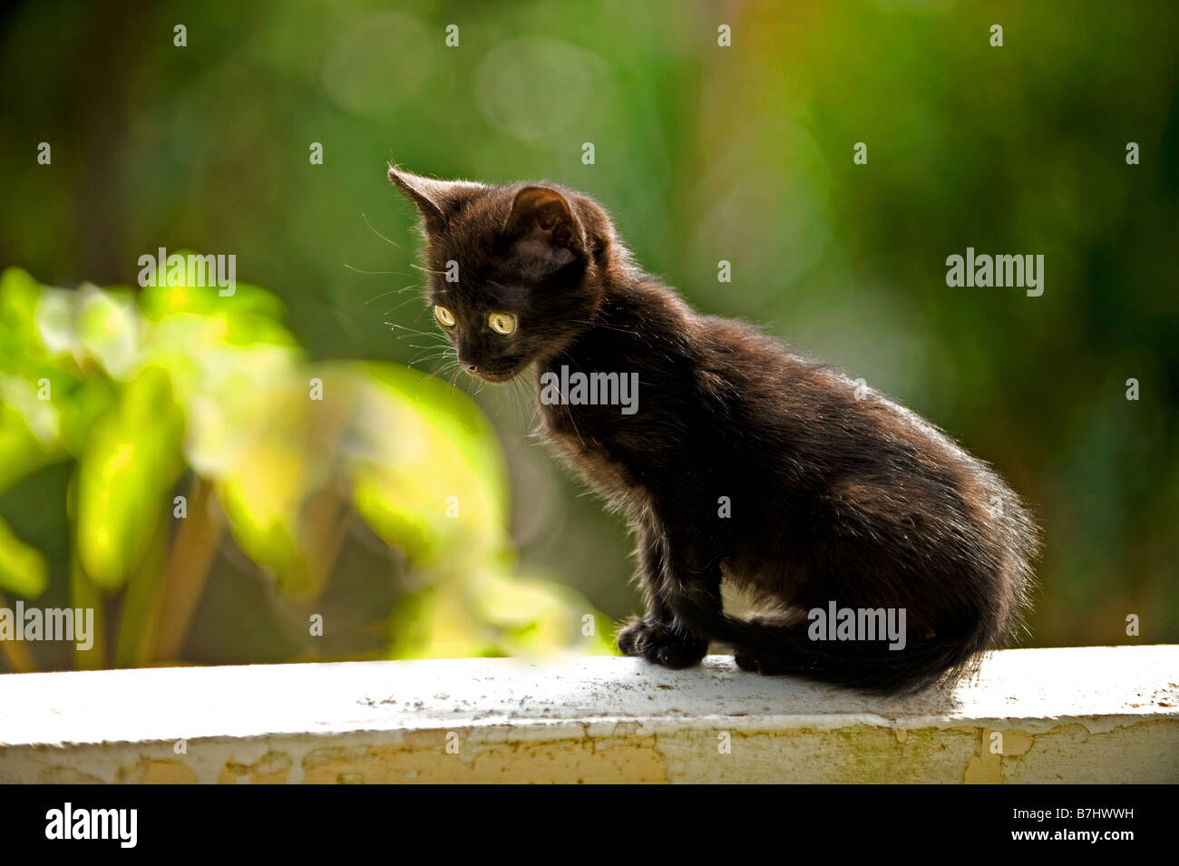 Schwarze Katze, sitzend auf einer Wand Stockfoto