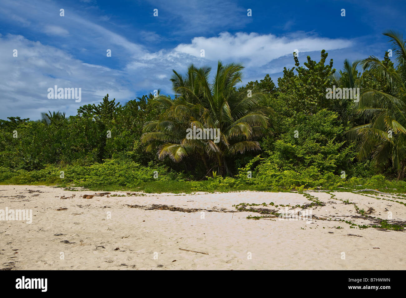 Strand bei Cayos Zapatillas Teil Bastimentos, National Marine Park, Bocas del Toro, Panama Stockfoto