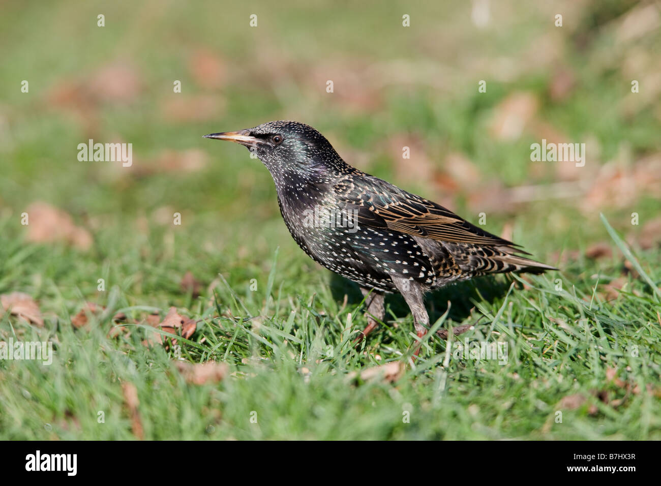Gemeinsamen Starling Sturnus Vulgaris Erwachsener im Winterkleid-Zucht Fütterung auf dem Boden Stockfoto