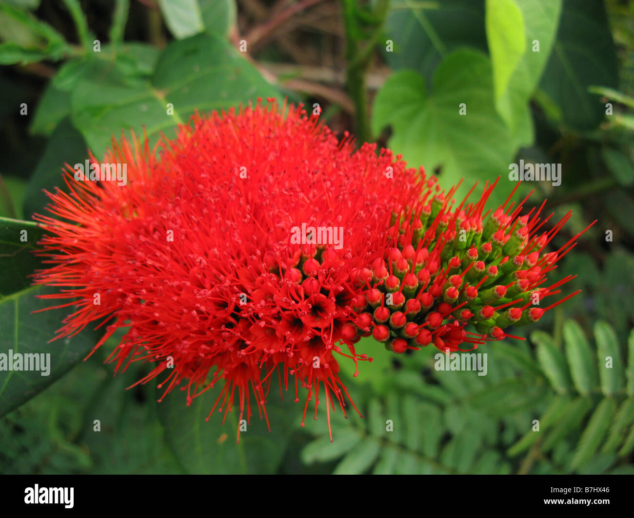 Hell lebhaft rote Blume an der Kongo Basie-vor allem die Bas-Congo in sumpfigen Gebieten demokratische Republik Kongo Stockfoto