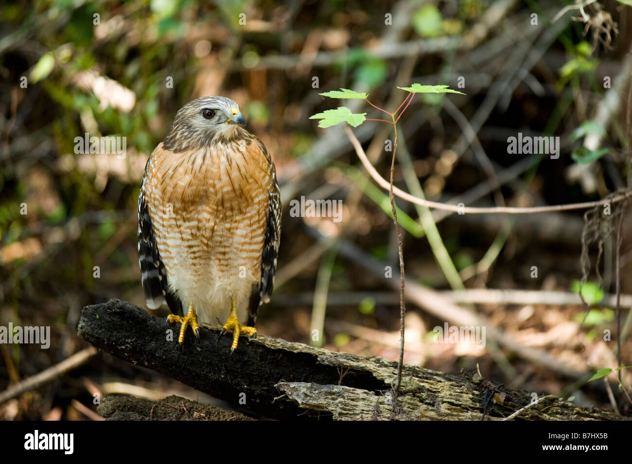 Wild nicht in Gefangenschaft nicht gewöhnt rot geschultert Hawk Buteo Lineatus in Fakahatchee Strand in Florida Everglades Stockfoto