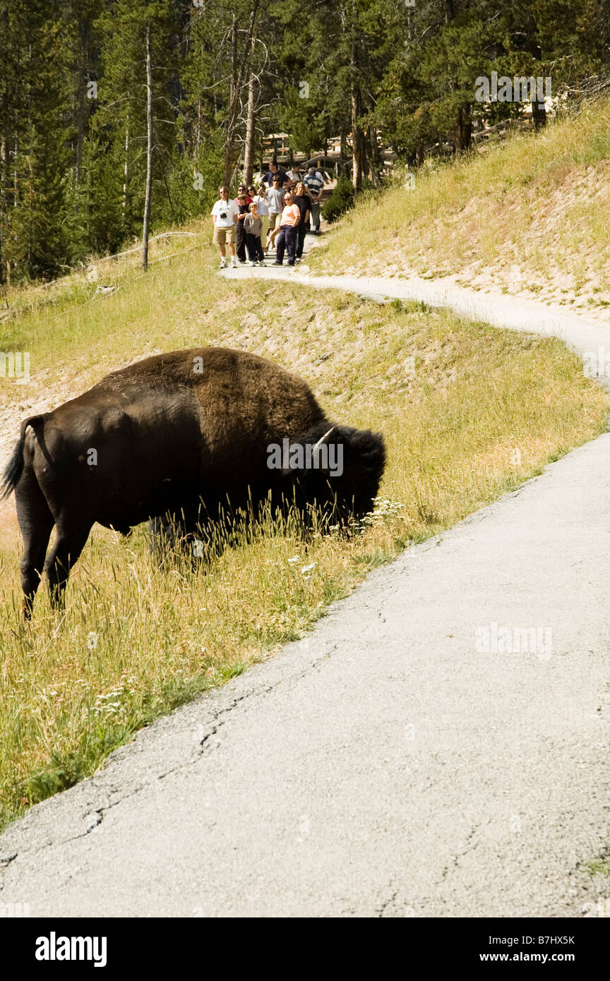 Touristen, die gerade die Büffel auf Mud Volcano Trail im Yellowstone-Nationalpark Stockfoto