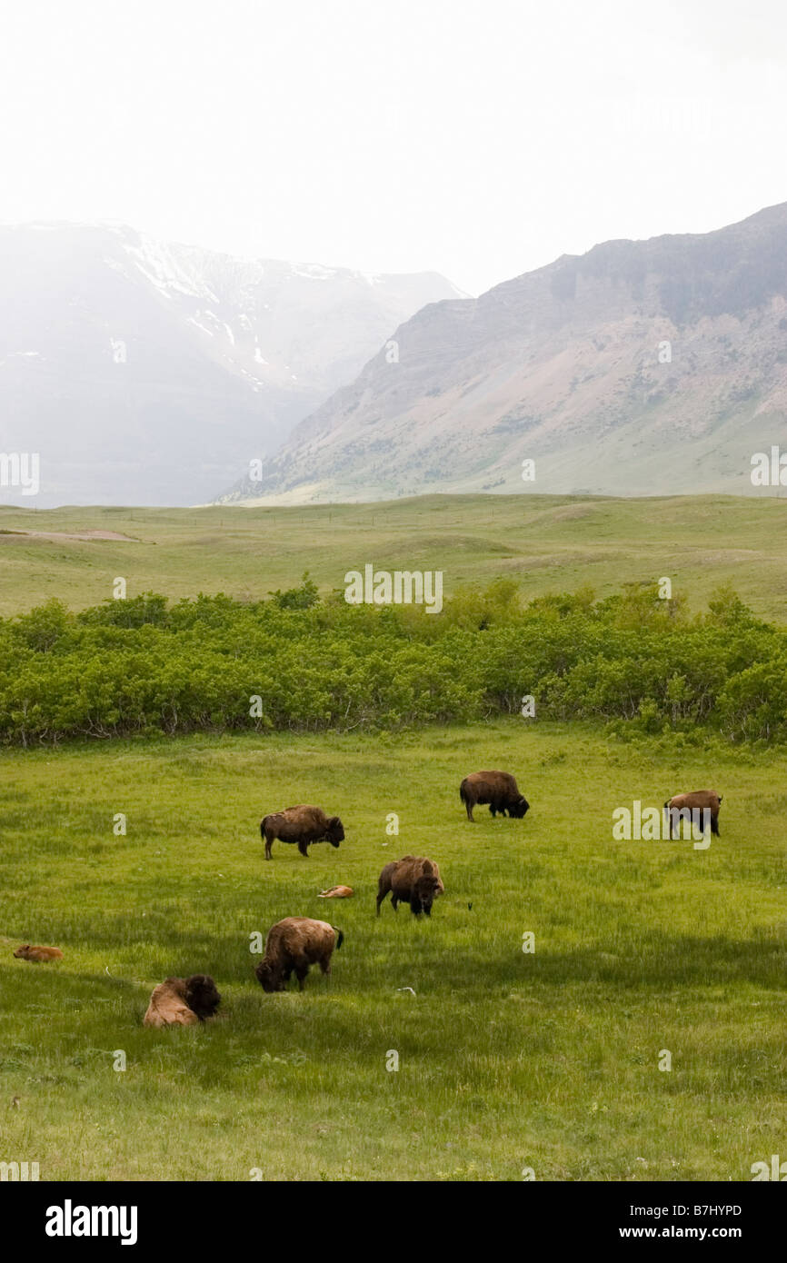 Büffel (Bison Bison) in Rocky Mountain Ausläufern, Waterton Lakes National Park, Alberta, Kanada. Stockfoto