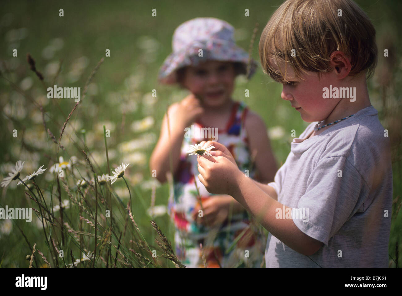 Junge, 5, nimmt Blütenblätter aus Gänseblümchen, während Mädchen, 3, auf, Pemberton, b.c schaut. Stockfoto
