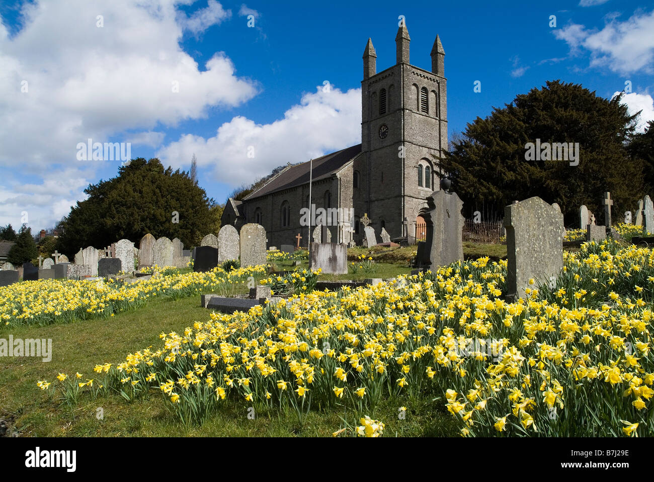 dh Wye Valley POWYS WALES St Peter Kirche Friedhof und welsh Narzissen Frühling Narzissen großbritannien Narzissen Stockfoto