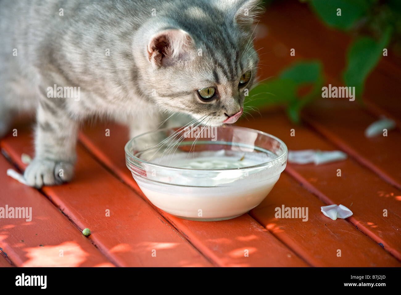 Britisch Kurzhaar Katze. Tabby kitten lecken Sahne in einer Schüssel Stockfoto