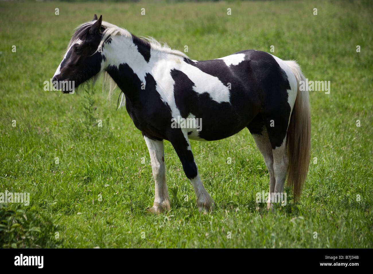 Pferd im Feld in der Nähe von Rochester Kent Stockfoto