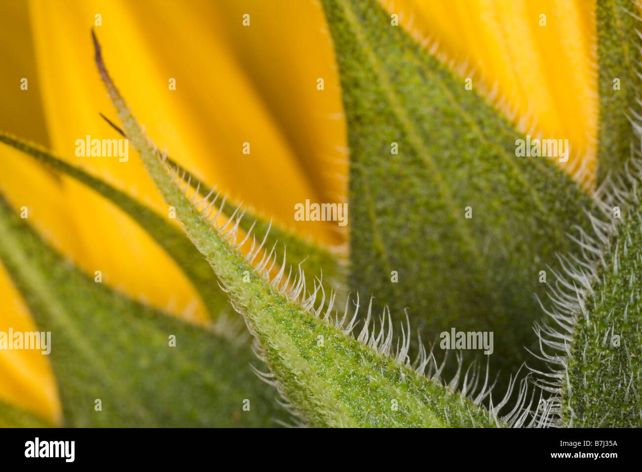 Nahaufnahme der Kelchblätter einer Sonnenblume zeigt Haare, Surrey, England. Stockfoto