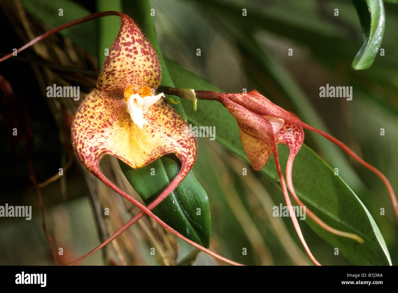 Tropische Orchideen (Dracula Bella), Blumen Stockfoto