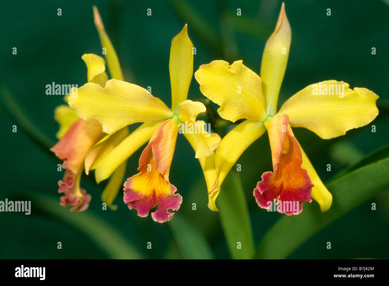 Tropische Orchidee (Laelia Cattleya, Laeliocattleya, Sorte: Amber Glow prächtig, Blumen Stockfoto