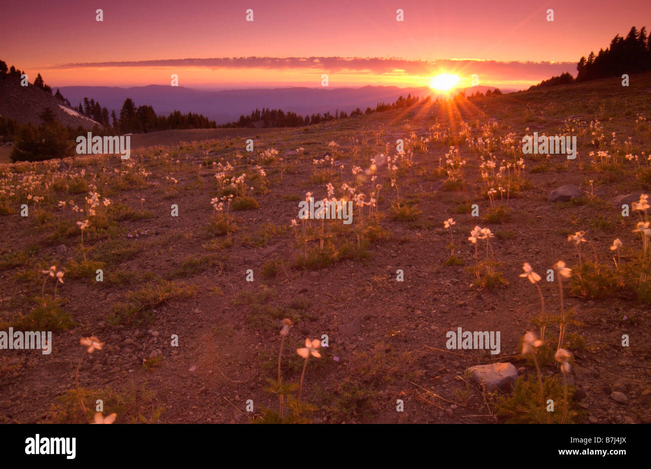Sonnenuntergang über einem Feld von Wildblumen, Crater Lake Nationalpark, Oregon, USA Stockfoto