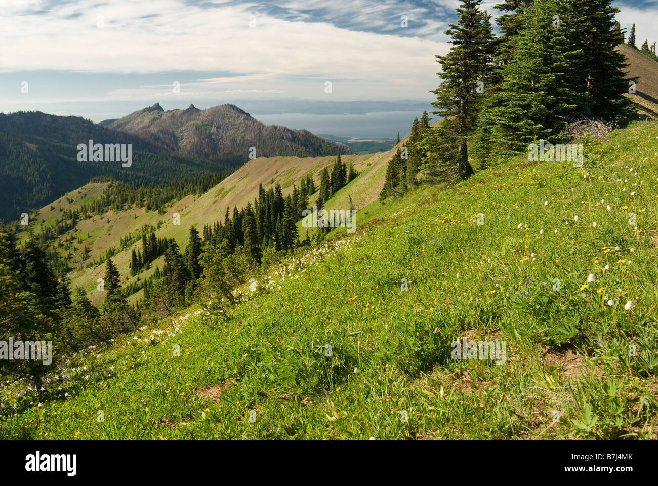 Almwiese mit Blick auf den Ozean, Olympic Nationalpark, Washington, USA Stockfoto