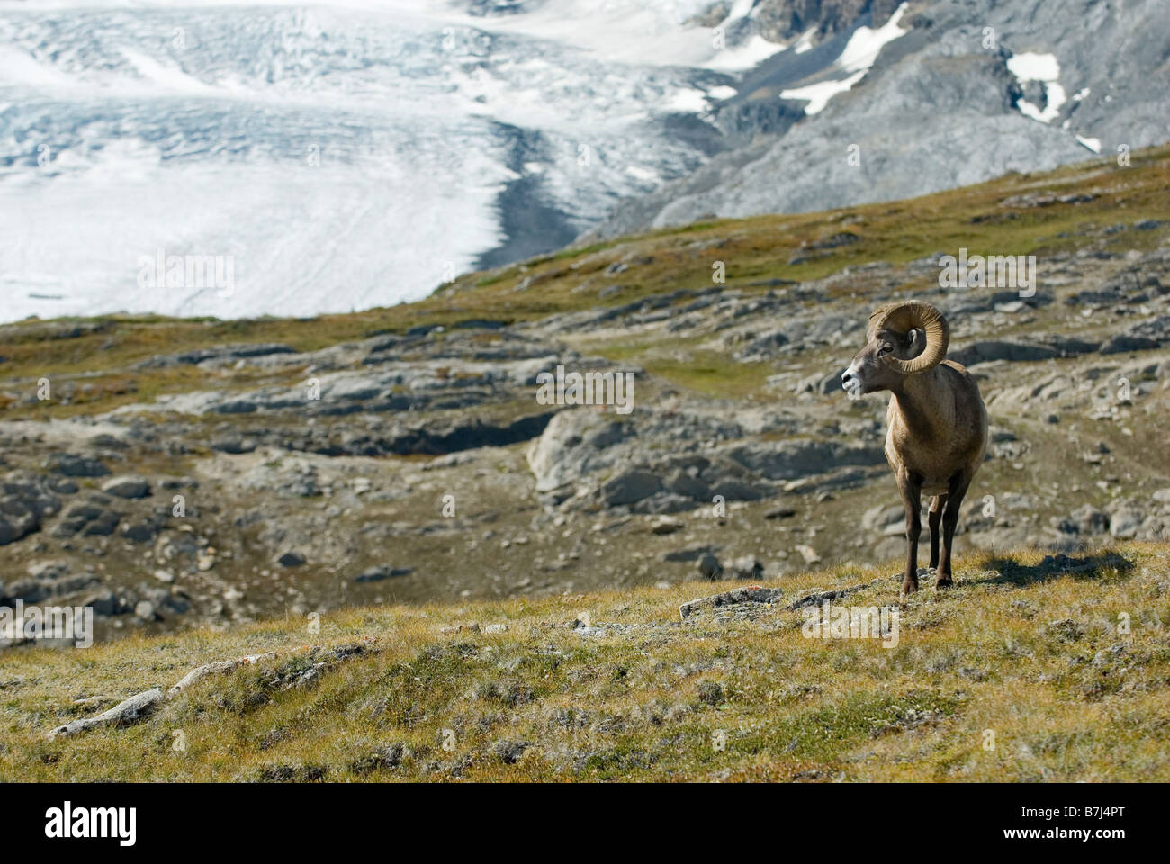 Bighorn Schafe in einer Almwiese. Wilcox Pass, Jasper Nationalpark, Alberta Stockfoto