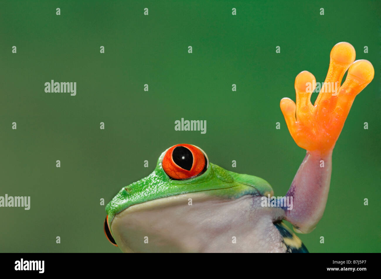 Rotäugigen Baumfrosch. Tropischen Regenwald Frosch aus Mittelamerika. Stockfoto