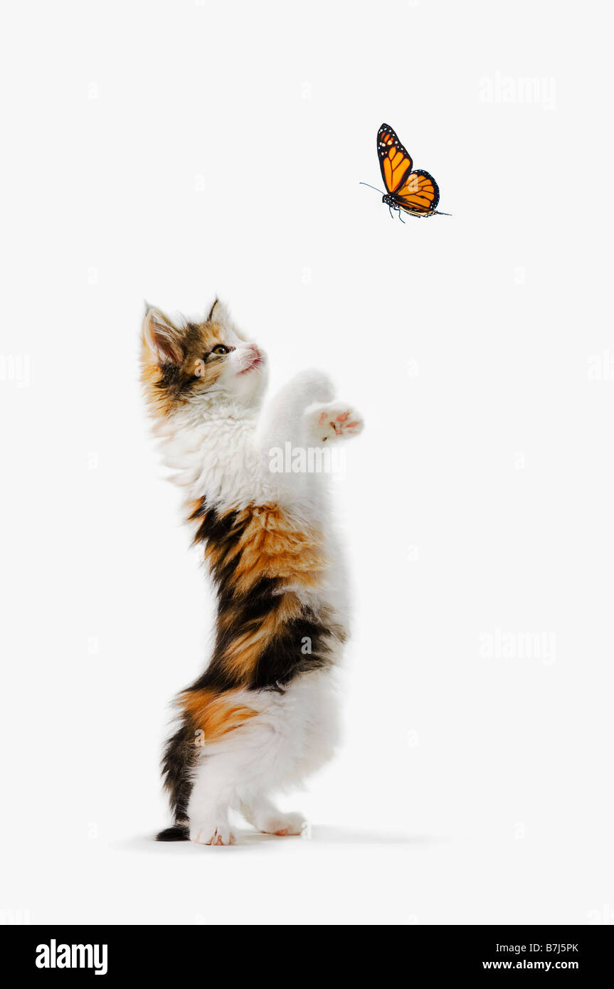 Kätzchen und Monarch-Schmetterling Stockfoto