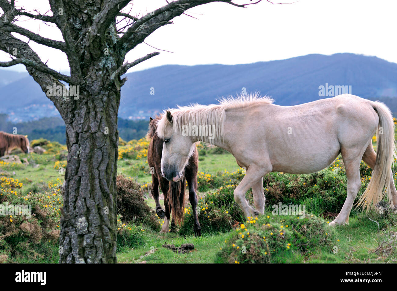 Wildpferde in der Serra da Capelada, Galicien, Spanien Stockfoto
