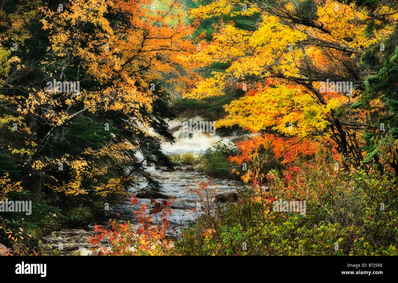 Herbstlaub und Bächlein. Cape Breton Highlands National Park. Stockfoto